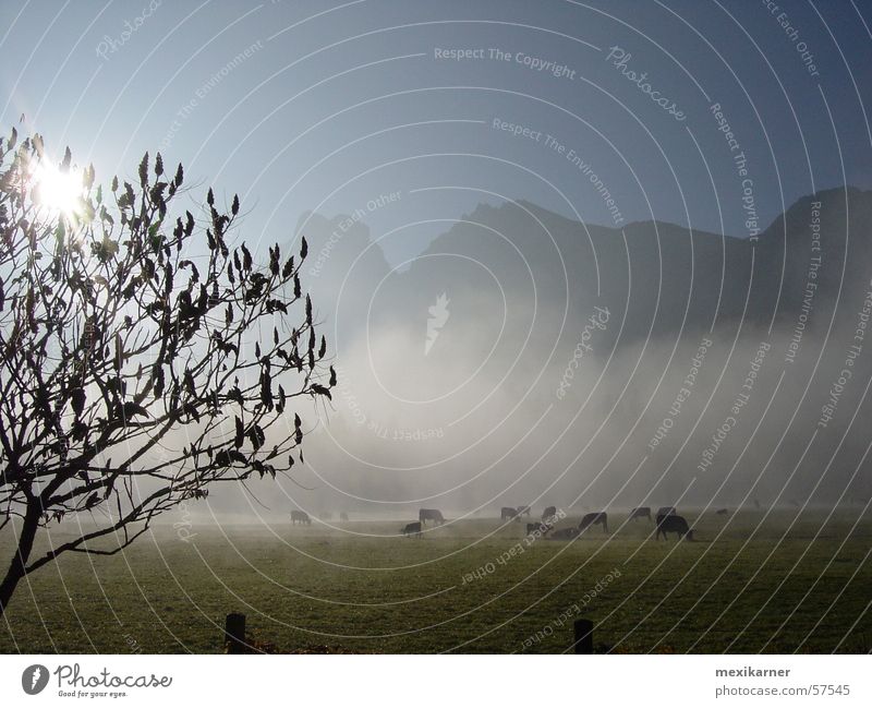 autumn Autumn Fog Cow Alpine pasture Tree Mystic Gesäuse National Park Mountain Exterior shot Sun