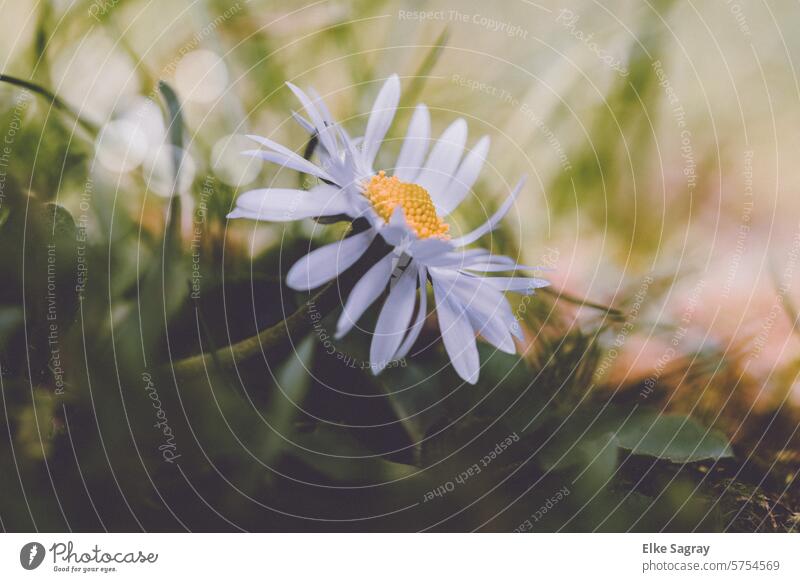 Daisies in spring Daisy Flower Nature Green White Garden Blossom Close-up Blossoming Colour photo Spring Plant Grass Exterior shot Shallow depth of field