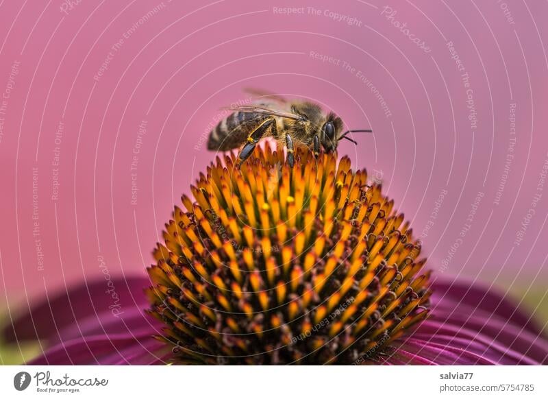 At the peak of pleasure Honey bee Bee Blossom purple echinacea inflorescence Flower Plant composite Hedgehog Head shrub medicinal plant enjoyment Pollen Nectar