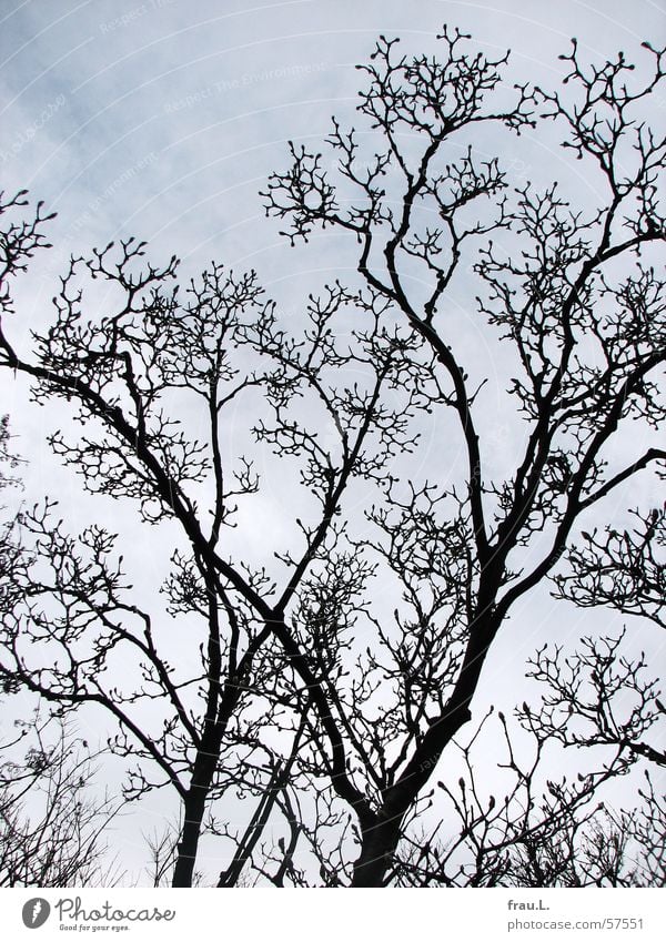 magnolia Magnolia plants Tree Treetop Spring Winter Hope Sky Bud Nature Blue branches