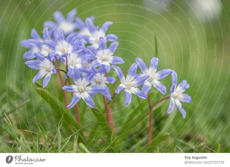 Forbes blue star Spring Nature Flower Blossoming Plant Exterior shot Garden Close-up Spring flowering plant Spring fever Colour photo Spring day