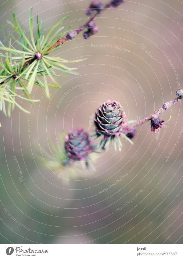 uvula Plant Autumn Tree Park Contentment Solidarity Honest Purity Colour Mysterious Pure Larch Twig Cone Colour photo Exterior shot Detail