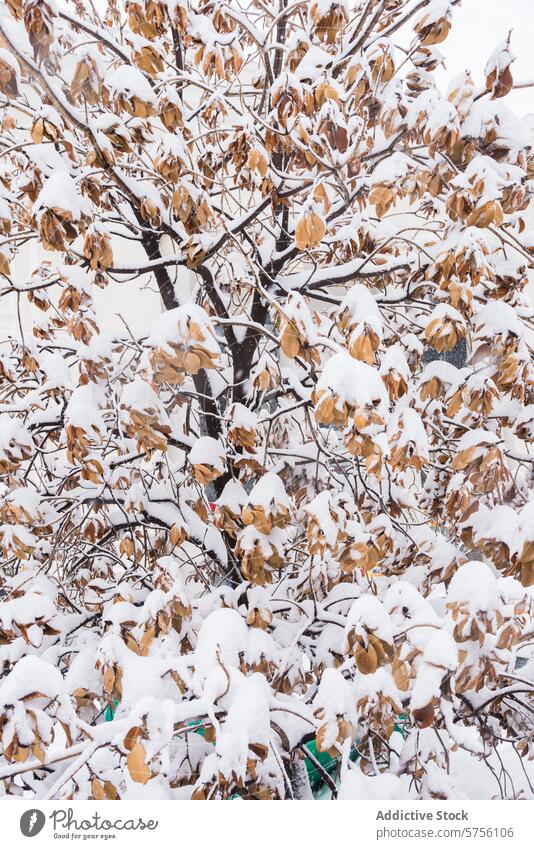 Winter wonder in Madrid with snow-covered leaves madrid winter leaf branch white nature beauty serene unexpected landscape adorn unique cold season fall