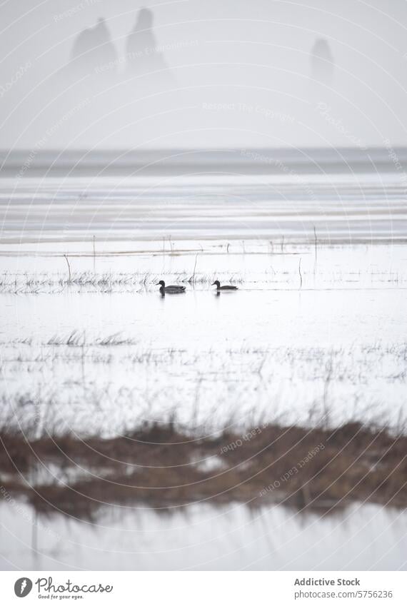 Misty Icelandic landscape with ducks in foreground iceland mist mountain silhouette waterfowl serene calm tranquil subdued color nature scenic isolation peace