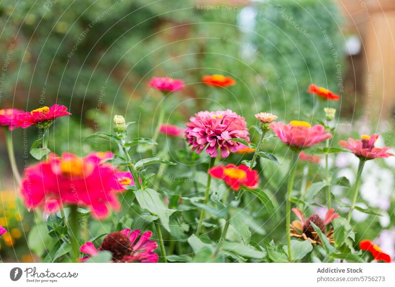 A vibrant garden bed filled with colorful Gerberas, with each layer of petals catching the soft summer light, creates a natural tapestry bloom nature flower