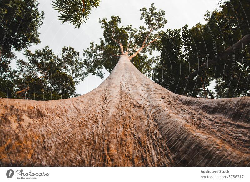 Giant tropical tree reaching into the sky indonesia travel nature majestic towering giant trunk forest eco biodiversity canopy grandeur outdoor lush adventure