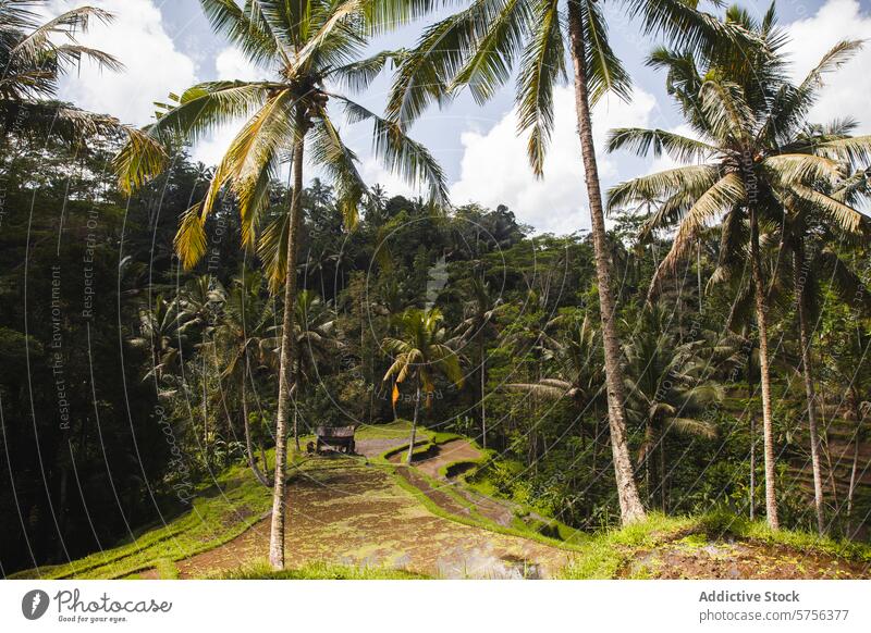 Tropical Serenity in the Heart of Indonesia indonesia landscape tropical serenity palm hut field terraced verdant valley travel nature green tranquil peaceful