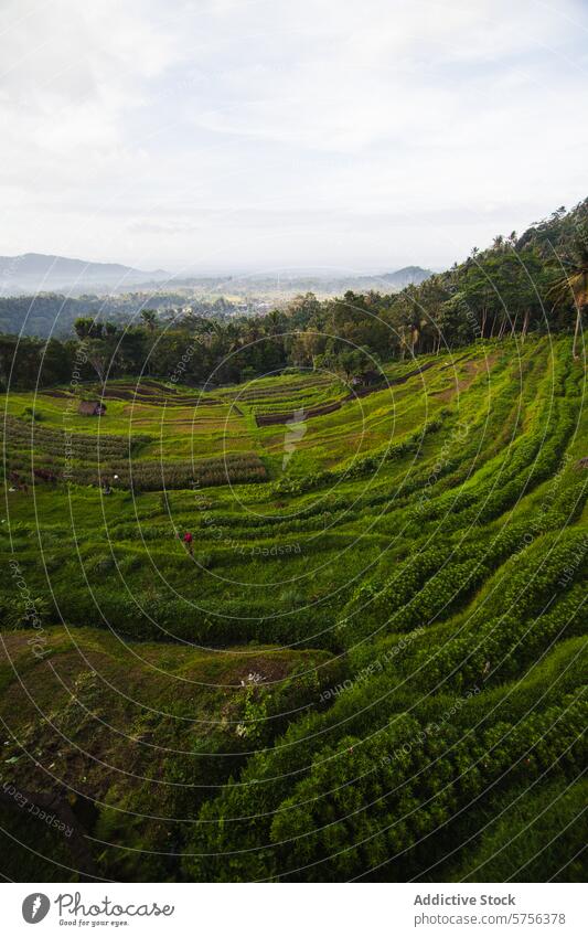 Lush green terraced rice fields in Indonesia indonesia agriculture lush greenery scenic view travel landscape farm rural nature outdoor cultivation crop farming