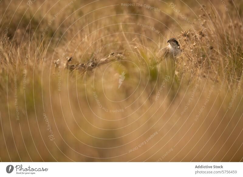 A female Northern Goshawk merges seamlessly with the dry grassland, her sharp eye and distinct plumage blending into the wild landscape camouflage bird raptor