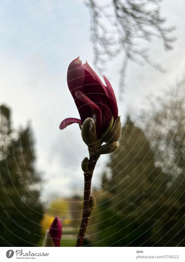 Magnolia in spring magnolia Spring Magnolia blossom Blossom Magnolia tree Pink Nature Magnolia plants Blossoming Garden Exterior shot pretty naturally