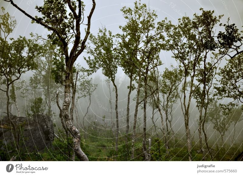 Norway Environment Nature Landscape Plant Climate Bad weather Fog Tree Foliage plant Birch tree Forest Dark Natural Wild Moody Colour photo Exterior shot