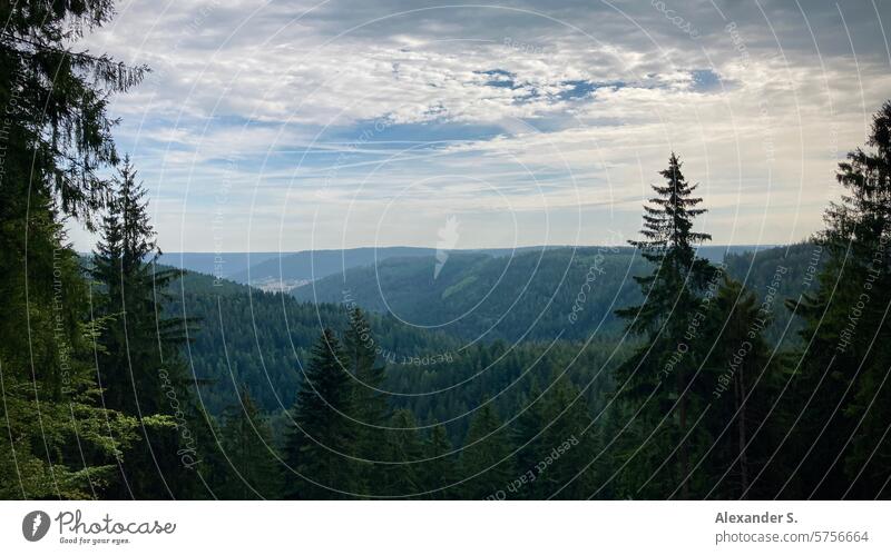 Black Forest landscape near Freudenstadt trees Hill Landscape spruces Spruce forest Nature Environment Forestry Coniferous forest Hiking Tourism