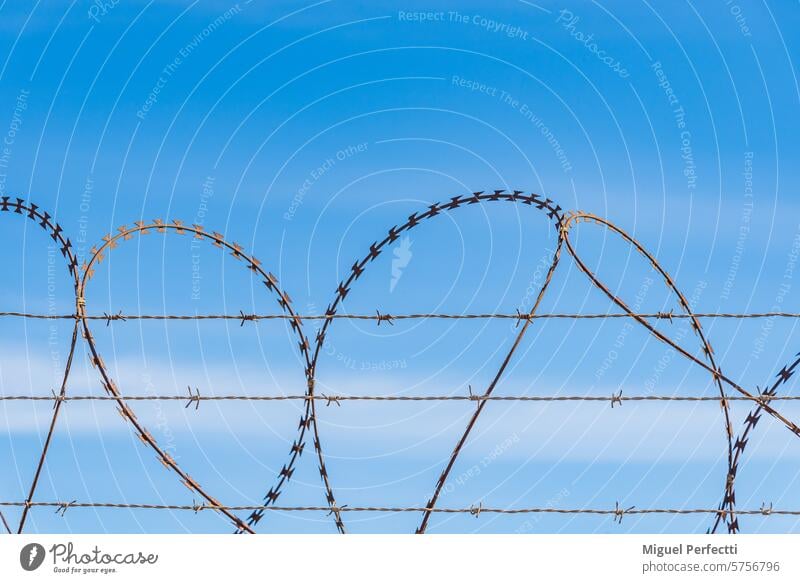 Double security concertina, one with spikes and the other with blades under a blue sky, close-up. wire barrier safety boundary barbed wire fence metal danger