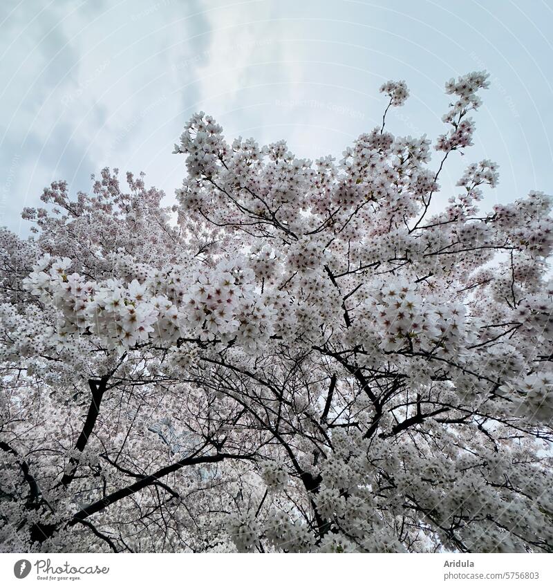 Blossoming cherry tree Cherry tree cherry blossom Spring Cherry blossom Pink Nature Tree Park Garden Branch Exterior shot Fragrance Spring fever