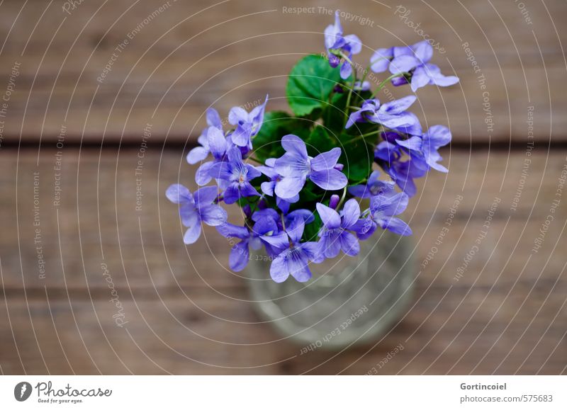 Purple greetings Flower Blossom Decoration Bouquet Beautiful Violet Violet plants Vase Colour photo Studio shot Close-up Copy Space left Copy Space bottom