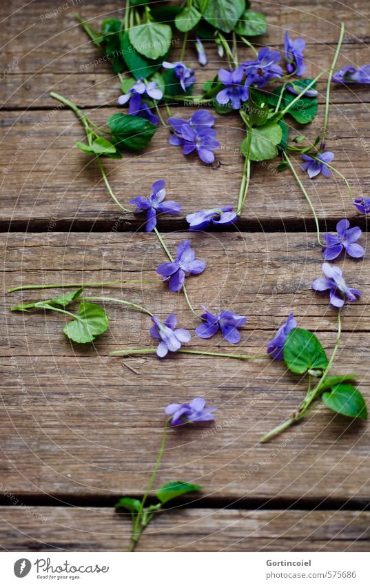 violet Flower Blossom Decoration Beautiful Green Violet Wooden table Violet plants Purple Picked Black & white photo Studio shot Copy Space bottom