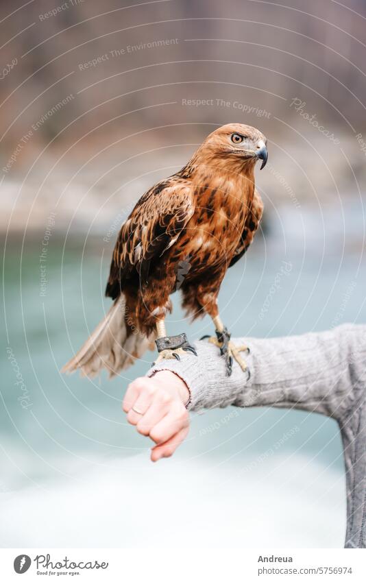 sight of a bird of prey close up america american animal bald beak black blue brown eagle endangered eye face falconry feather freedom haliaeetus head hunter