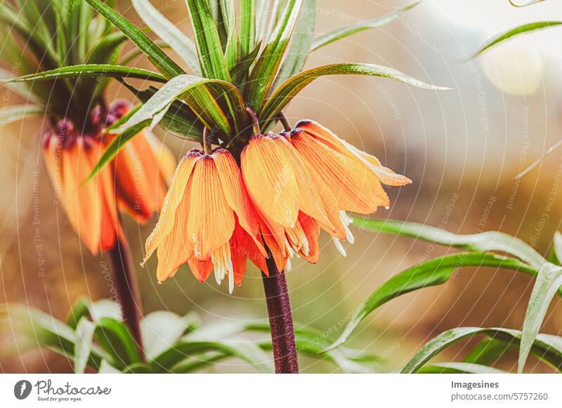 Imperial Crown Aurora - fritillaria imperalis in the garden, close-up, selective focus Garden Close-up imperial rubra maxima Orange pretty Blossoming