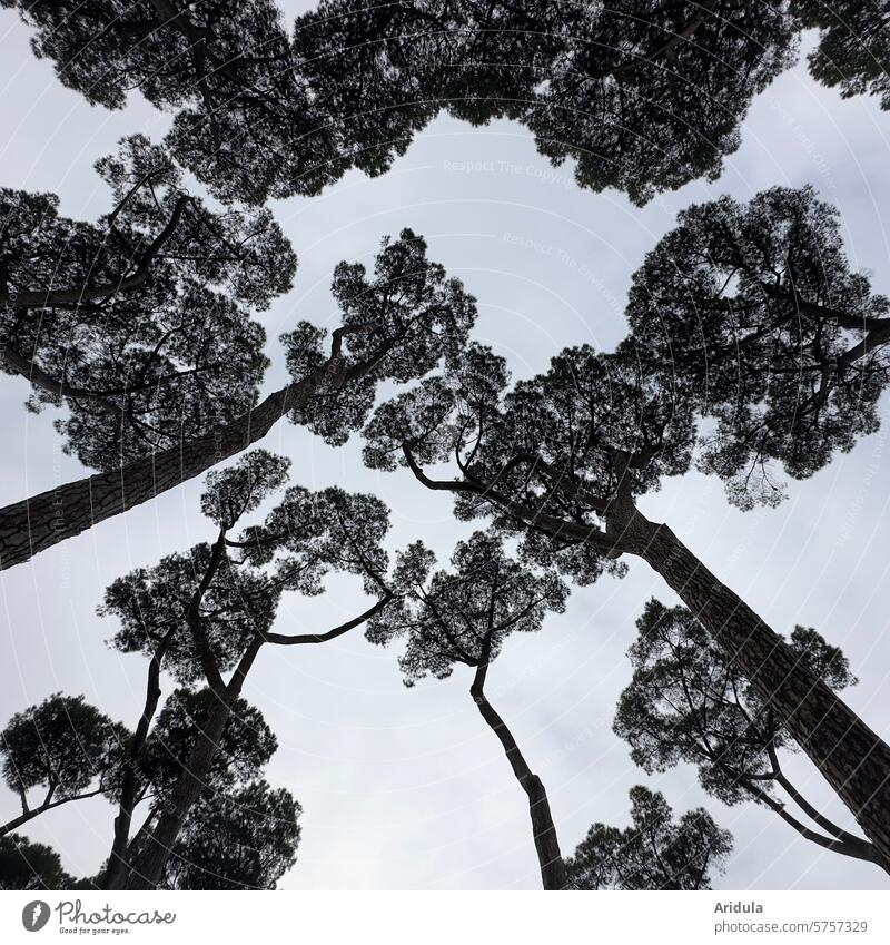 Giant pines Stone pine trees Large Mediterranean Tuscany Italy Sky Worm's-eye view branches twigs Tree trunk pine forest Forest Treetop Growth