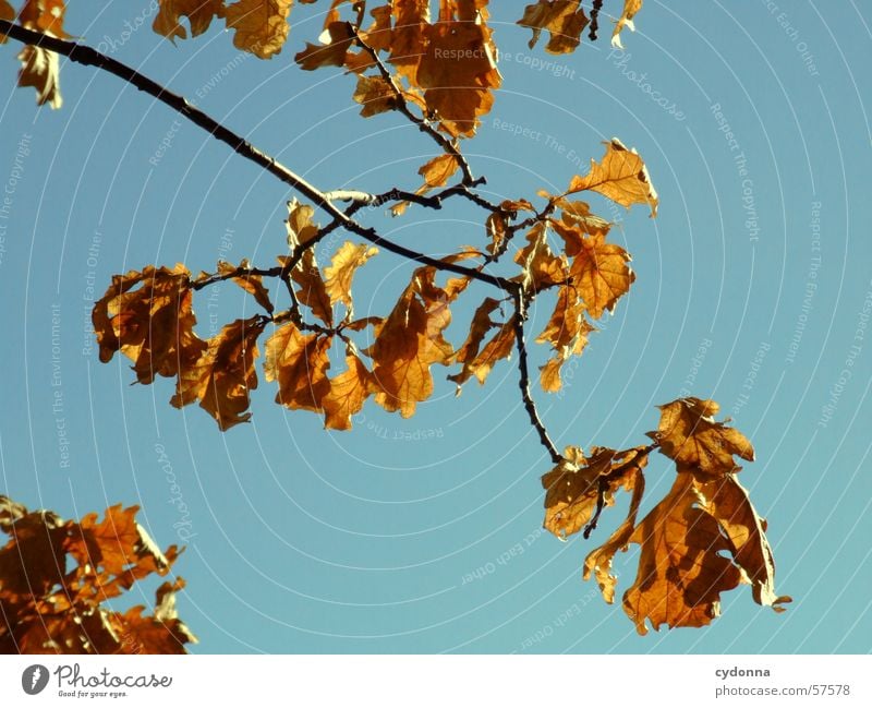 The branch Leaf Tree Physics Cold Impression Autumn Growth Light Macro (Extreme close-up) Close-up Twig Branch Wind Sky Blue Warmth Contrast Nature Detail Sun