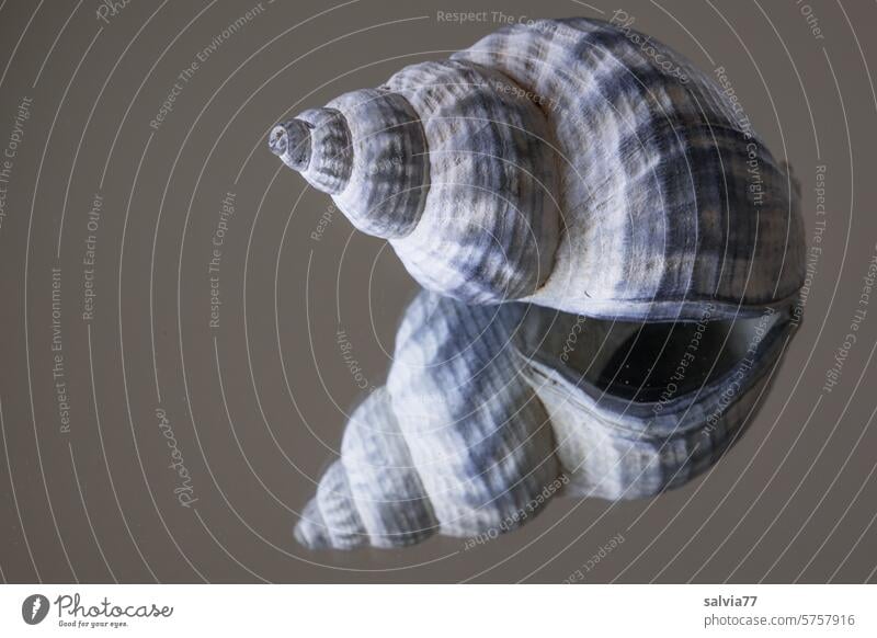 Snail shell with mirror image Whelk Maritime mirrorMirror image Buccinum undatum Nature Spiral Close-up Deserted Structures and shapes Symmetry