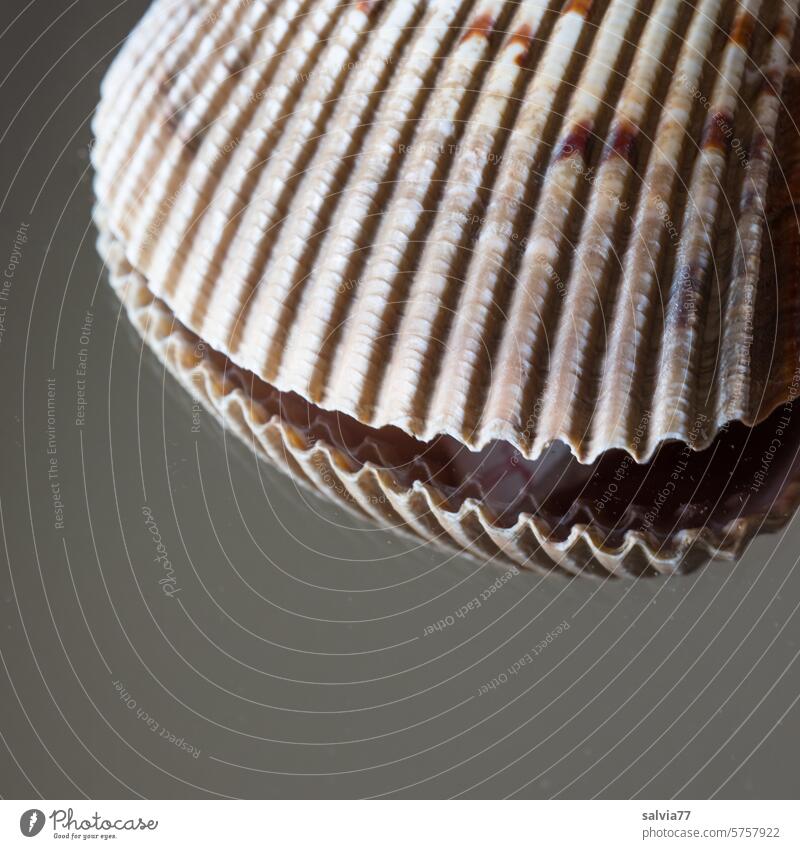 Wave folding shell Mussel Maritime Structures and shapes crimped wave pattern mirrored Contrast Abstract Pattern Deserted Nature Colour photo Close-up