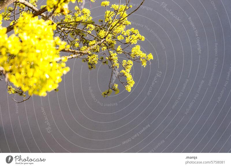 early bloomers Spring fever Yellow naturally Wild plant Blossom Plant Spring flower Spring colours Bud Twigs and branches corn cherry Tree Nature