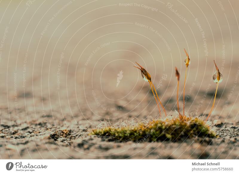 Small moss plant on a wall Shallow depth of field Copy Space top Macro (Extreme close-up) Close-up Exterior shot Delicate Safety (feeling of) Protection