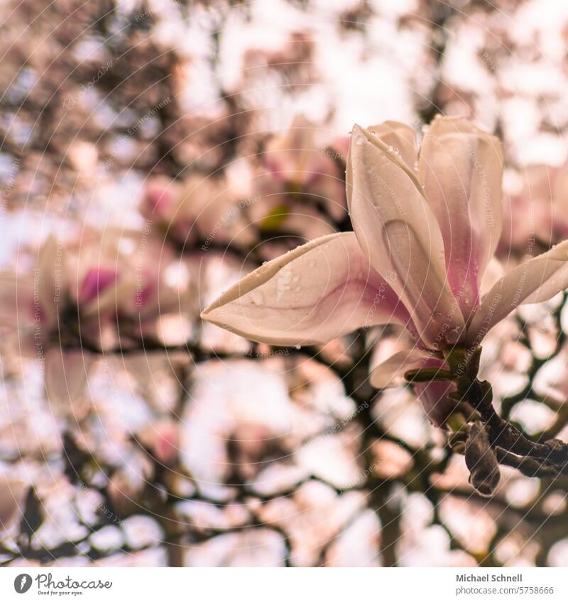 magnolia blossoms Pink Delicate Magnolia blossom Magnolia tree Magnolia plants Spring naturally Tree Park Environment pretty Blossoming Nature Growth Bud Garden