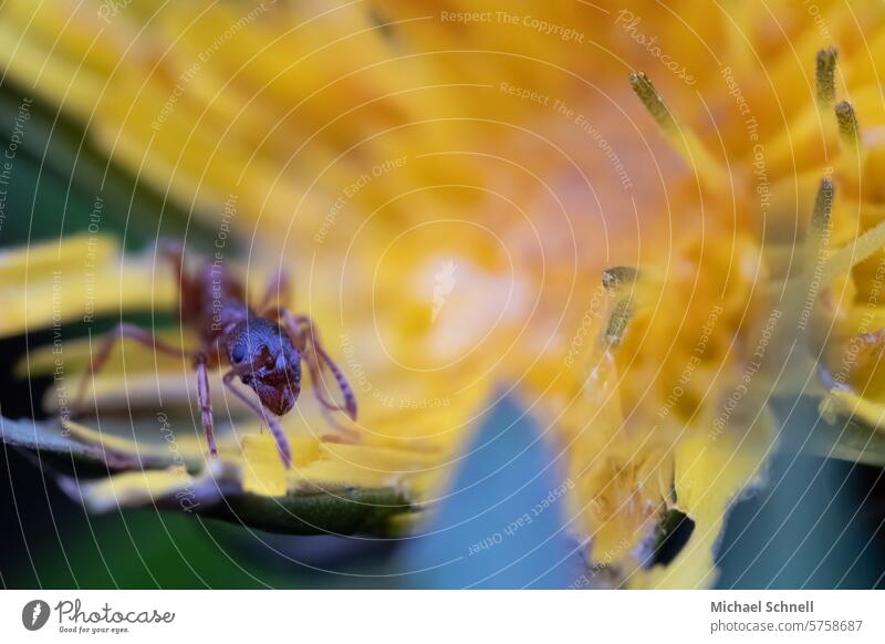 Ant on a dandelion flower, macro photograph, compound eye Macro (Extreme close-up) Animal Insect Crawl Small Shallow depth of field Close-up Nature