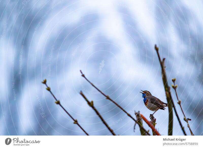 Bluethroat (Luscinia svecica) perched on a branch Asia Avian Bird Birdwatching Blue-throated Breeding Breeding grounds Colorful Conservation Europe Feathers