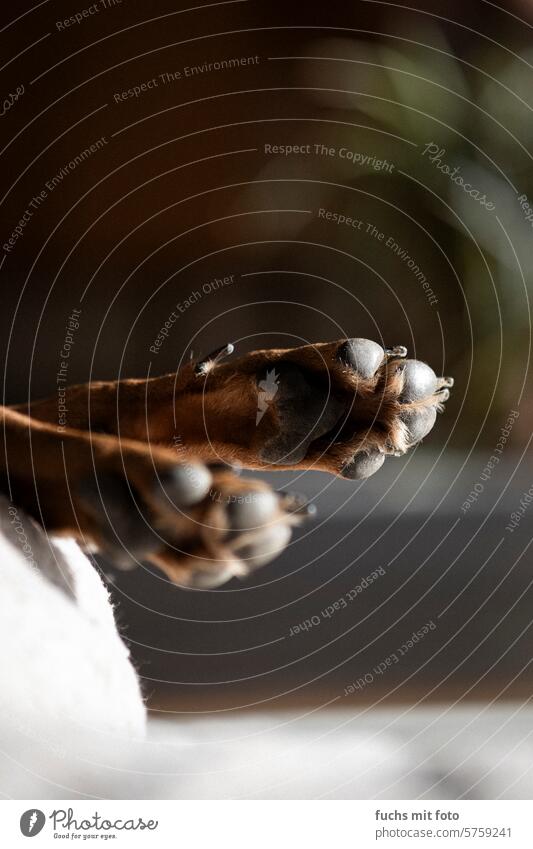 Dog paws in the sunlight. Chilling on the dog bed dogs Claw four-legged friends Animal Pelt Cute Looking Nature Close-up Animal portrait Colour photo Sunlight