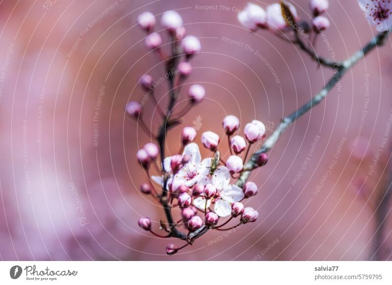 Delicate cherry plum blossoms Prunus cerasiferia Tree Twigs and branches Nature Spring Spring fever Blossoming twigs Fragrance Pink Honey flora Plant