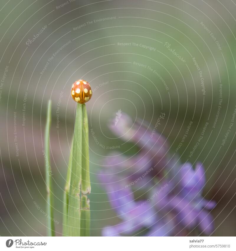 Ladybug sitting on the tip of a blade of grass Sixteen-spotted ladybird Beetle Ladybird coleoptera Halyzia sedecimguttata Nature Insect Macro (Extreme close-up)