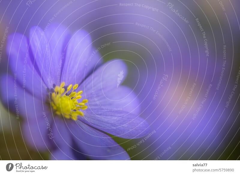 blue Balkan anemone Anemone blanda Blossom Flower Plant Close-up Nature Blossoming Delicate Garden pretty blurriness Poppy anenome Macro (Extreme close-up)