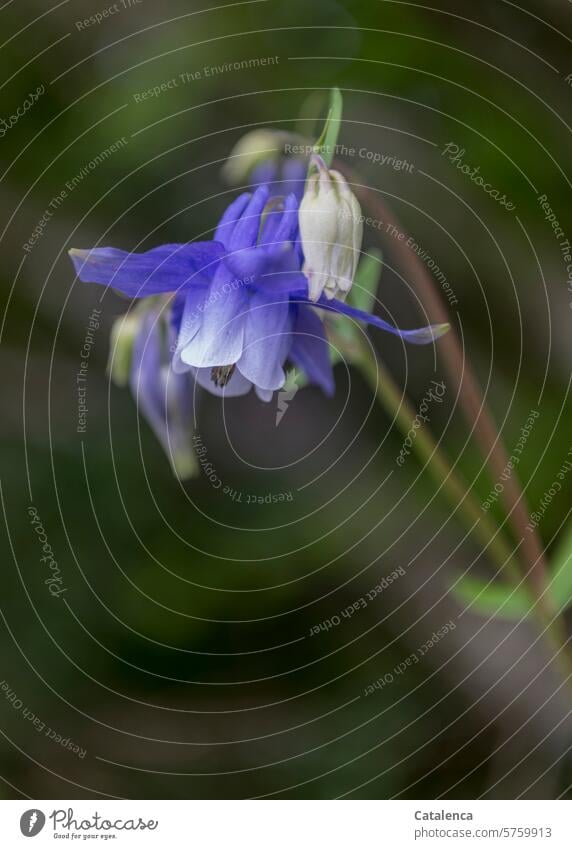 Common columbine Nature flora Plant Blossom petals blossom Crowfoot plants fade Day Daylight Blue Green Aquilegia vulgaris