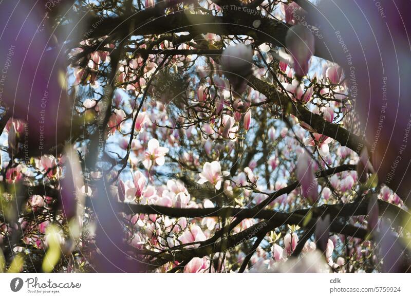 Spring awakening: Magnolia blossom dream in the sunlight. magnolias Magnolia plants blossoms Magnolia tree Blossom Nature Pink Tree Plant Spring fever soft pink