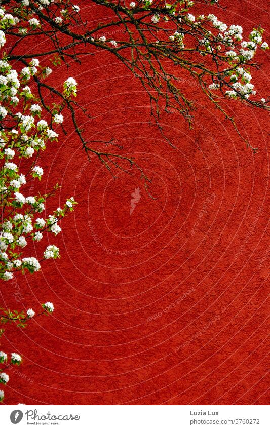 White spring blossoms in front of a red house wall fruit blossom Tree Garden Colour photo Spring Twig Blossoming Nature Plant pretty Red branches twigs