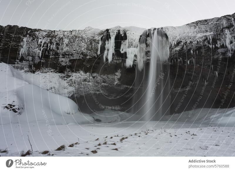 A majestic Icelandic waterfall flows amidst snow and icicles, a serene and powerful spectacle in a silent winter landscape solitude cold nature outdoor