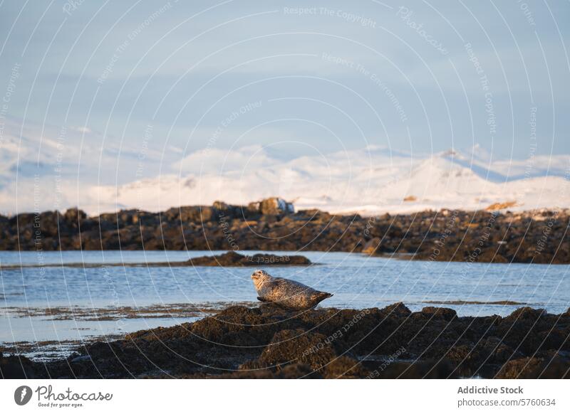 A lone seal enjoys the serene surroundings, resting on a rocky outcrop against a backdrop of Iceland's snow-covered mountains wildlife wilderness landscape