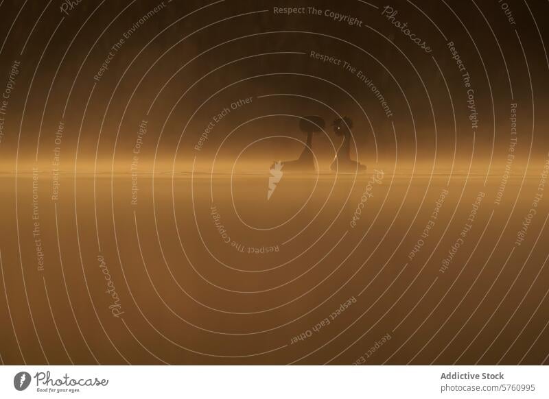 Great crested grebes, known as somormujos lavancos in Spanish, are silhouetted against a foggy sunrise over a still lake somormujo lavanco dawn bird nature calm