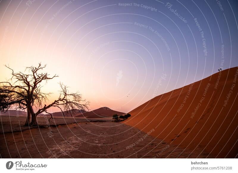 two very small Longing dune 45 Shadow travel Sand Desert Light Adventure Wanderlust Exterior shot Gorgeous Loneliness Colour photo Africa Sossusvlei Landscape