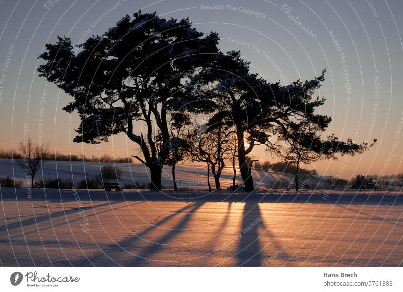 Winter sunset near Zeil am Main Zeil on the Main Snow Twilight blue hour Exterior shot Evening Shadow shadow cast Back-light pines Dusk Sky Zeiler Käppele