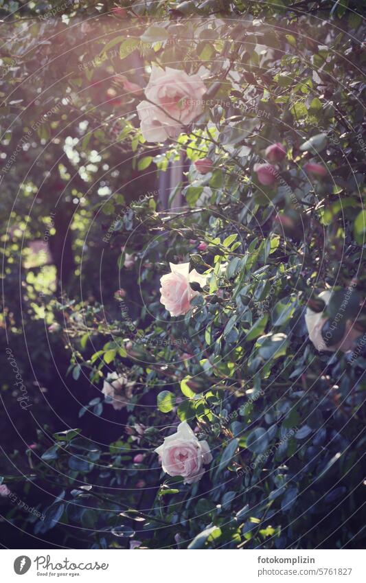 light pink rose blossoms on the bush roses rose petals Pink rose bush romantic Garden Rose blossom Fragrance fragrant