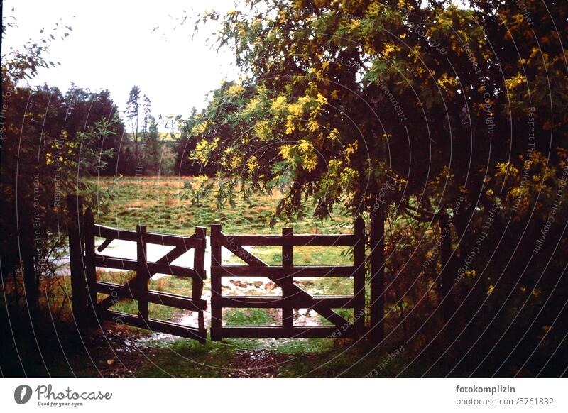 Wet gate with mimosa bush Gate Willow Gate Mimosa shrub Damp rainy Rainy weather Bad weather rainy day rainy weather Nature Cattle breeding Hazy Tree Weather