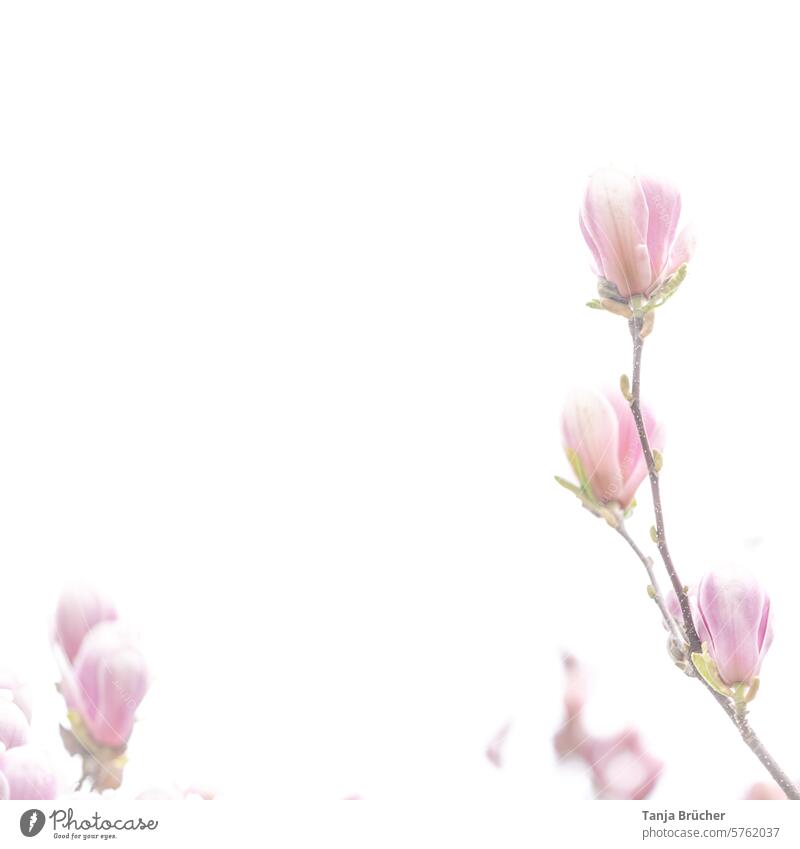 Delicate magnolias magnolia branch tender tones light colours Delicacy magnolia in bloom pink attentiveness Sensitivity vulnerability delicate colours