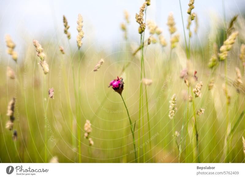 Countryside flowers pink flowers countryside flowers nature grass vegetation garden flower bed bokeh natural colorful leaves leaf fragrance perfume