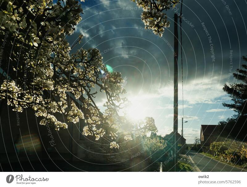 Flowering trees petals Spring Fragrance Exterior shot Detail Nature Air Maturing time Grown Idyll Colour photo Long shot blossom Back-light sunshine Sunlight