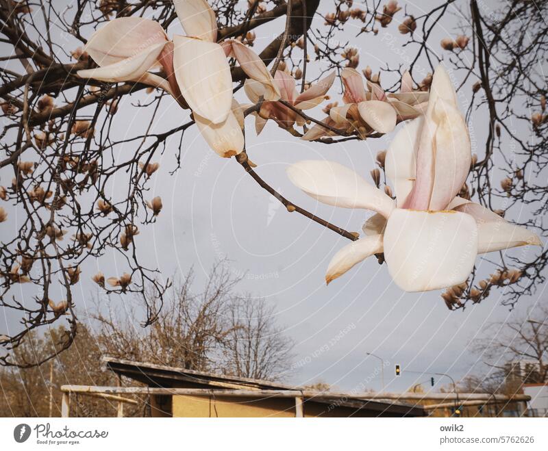 Ornamental shrub magnolia Blossom twigs Tree tree blossom ornamental plant Spring Nature Twigs and branches pretty Delicate Spring fever naturally Pink