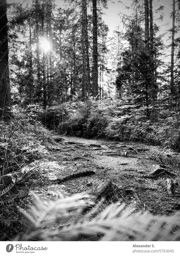 Hiking trail in a coniferous forest backlit with ferns in the foreground hiking trail Forest Coniferous forest trees off path roots Root path Relaxation